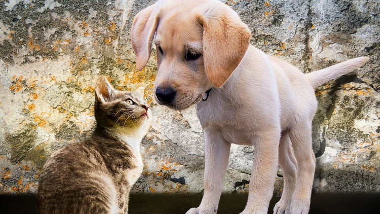 Pets