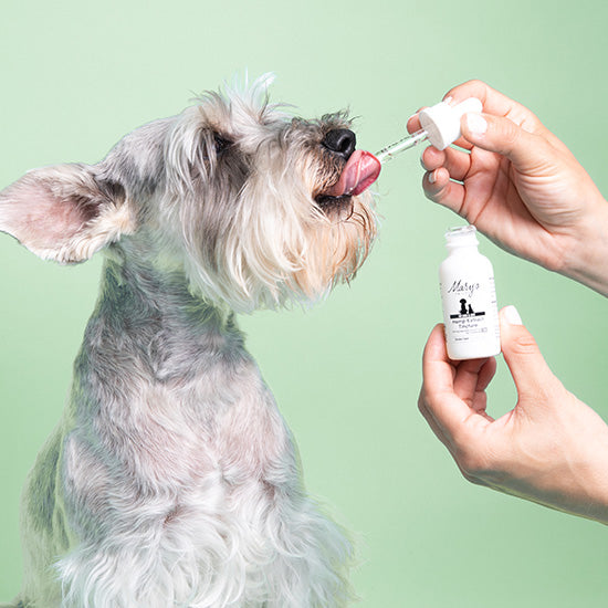 Dog taking Mary's Tails hemp Tincture