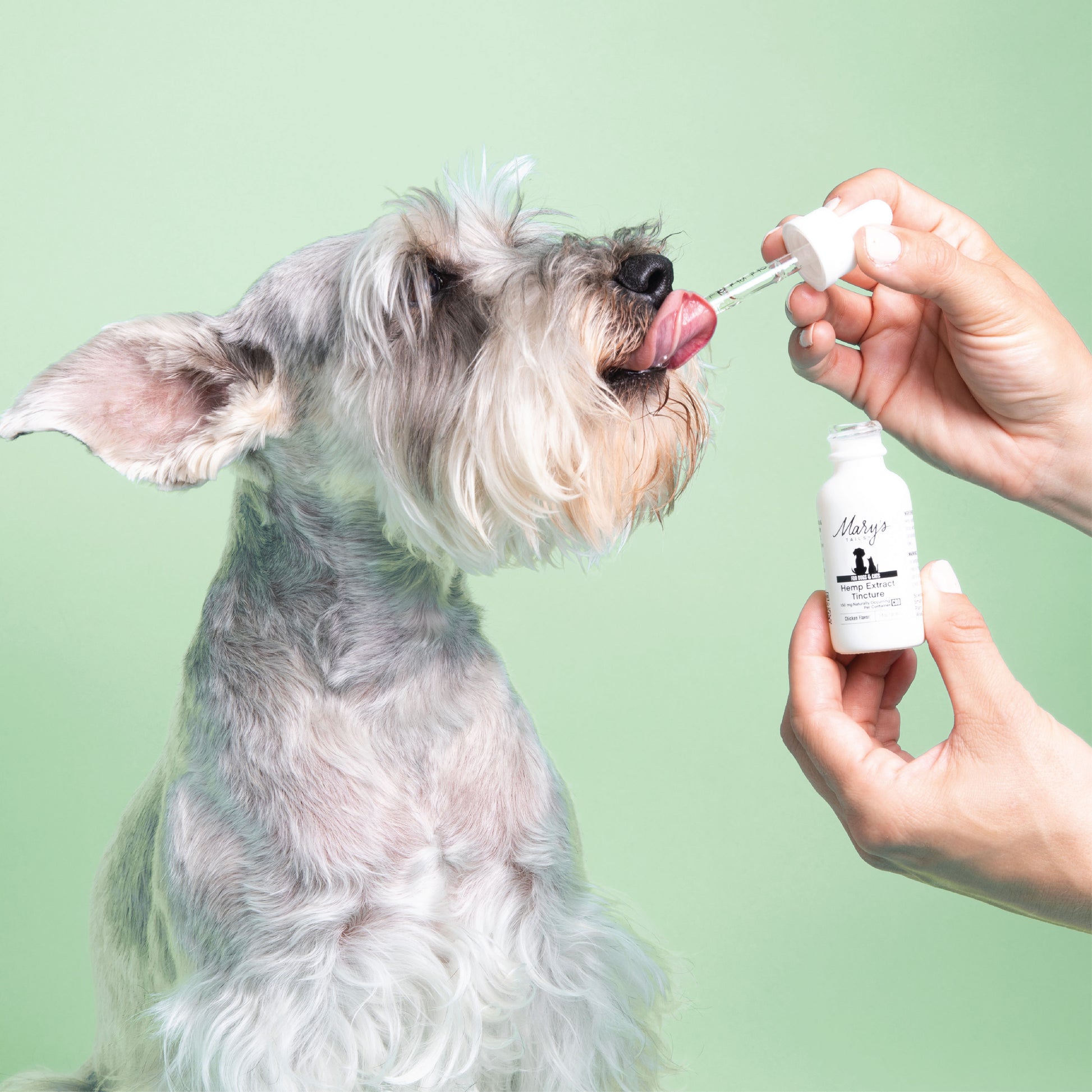 human giving a gray dog Mary's Tails 150 mg Bacon Tincture with green wall