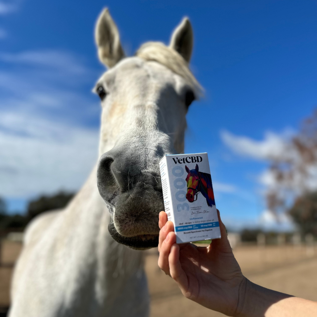 horse with VetCBD equine tincture