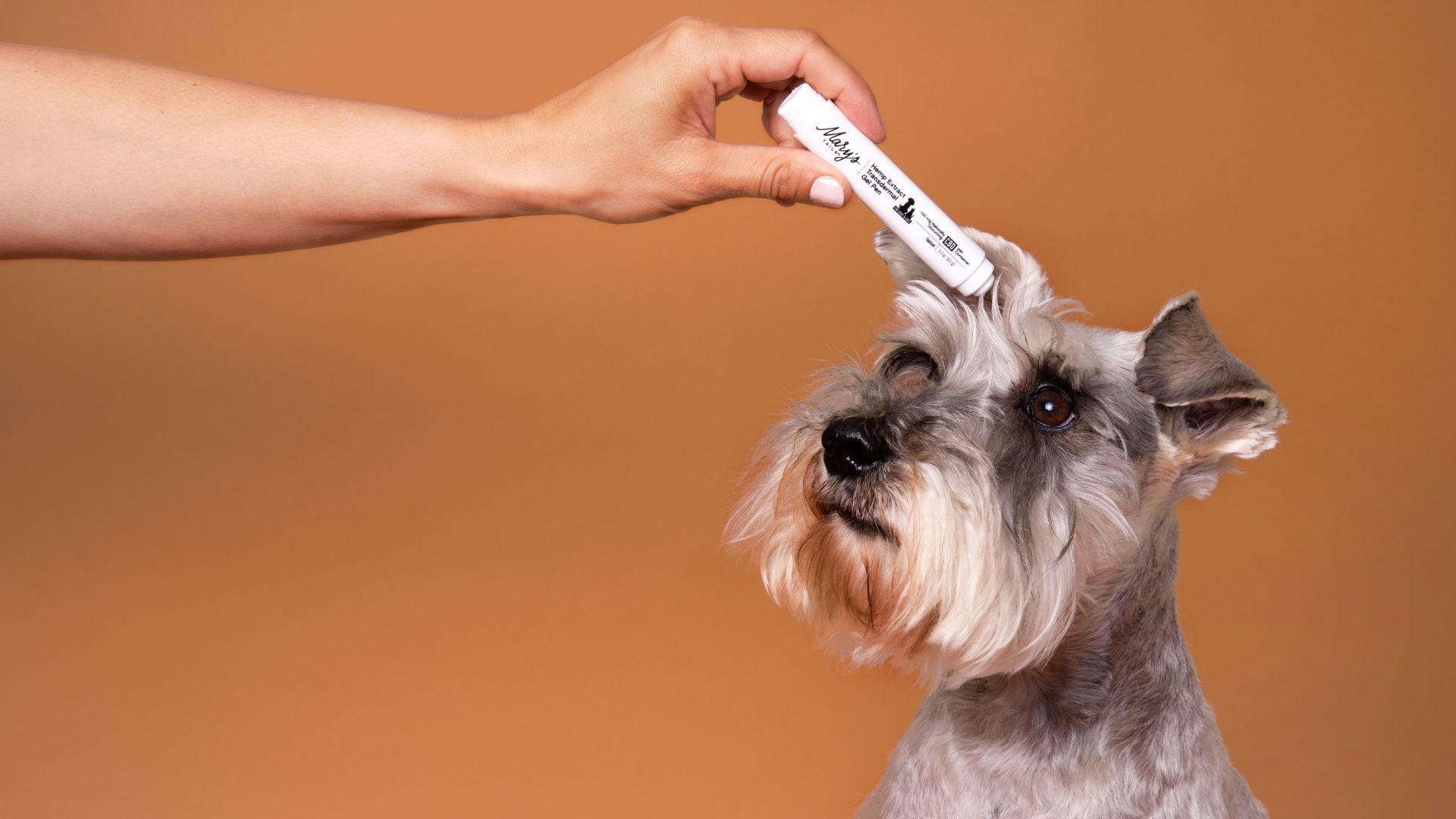 person applying Mary's Tails gel pen to dog's ear