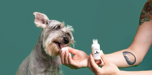 Travel Anxiety in Dogs: Building a Calming CBD Routine