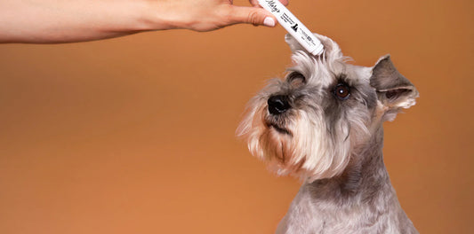 CBD for Dogs Dosage: Easy, Safe Guidelines by Weight