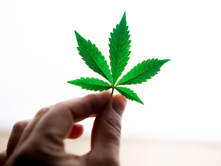 Marijuana leaf held up in the light