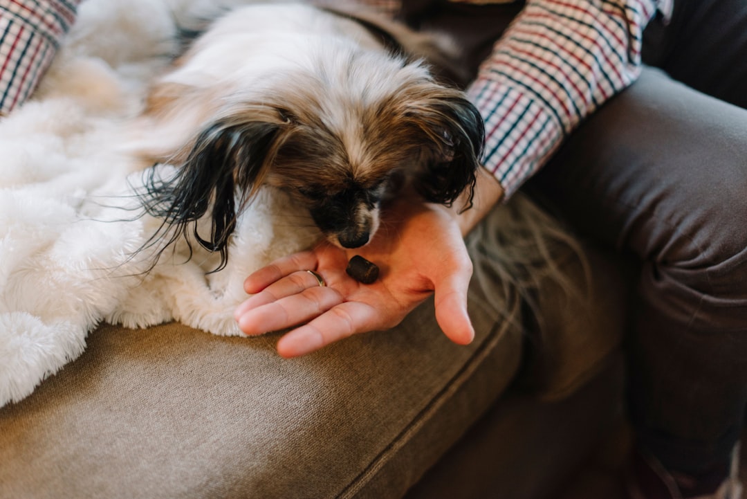 CBD for Dogs 101: Benefits, Myths, and Smart Use