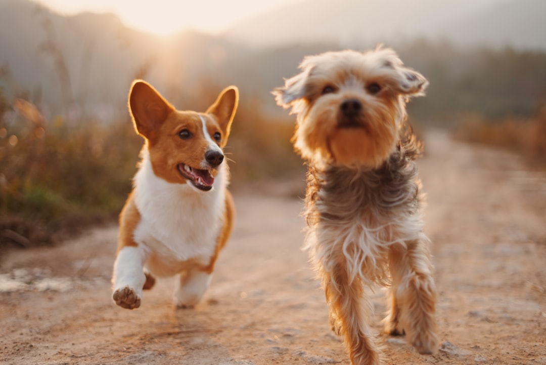 Pet CBD Testing: Potency & Purity for Safer Dosing