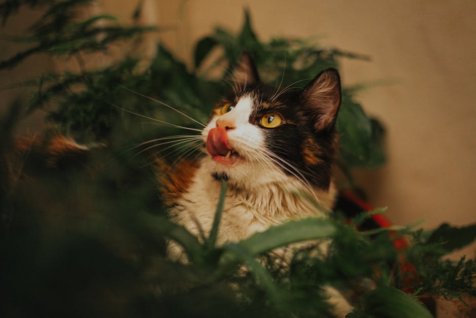 CBD for Cats 101: Key Differences, Dosage & Safety