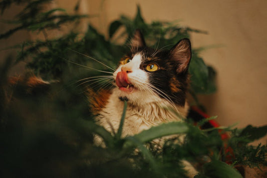 CBD for Cats 101: Key Differences, Dosage & Safety