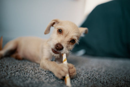 Small dog chewing a stick on carpet