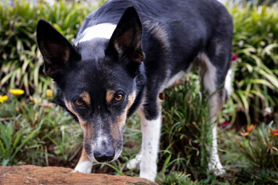 Black and white dog standing in grass