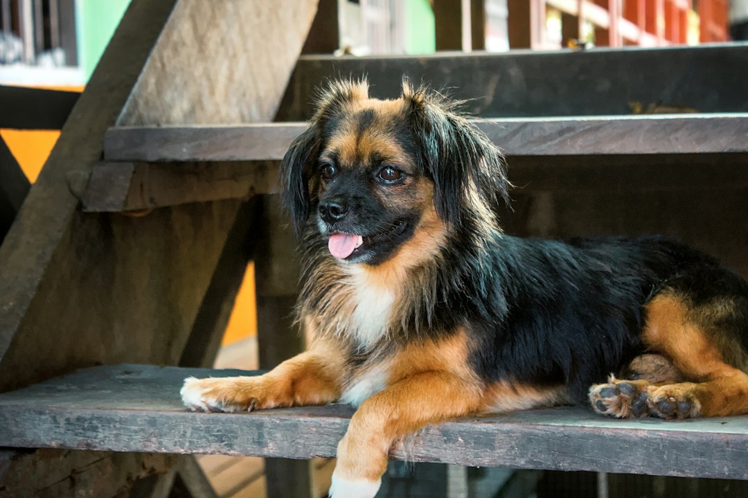 Small fluffy dog laying on stairs