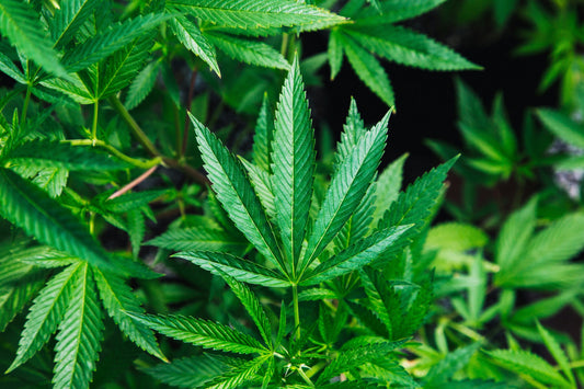 hemp flower 