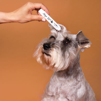person apply gel pet for pets to dog ear