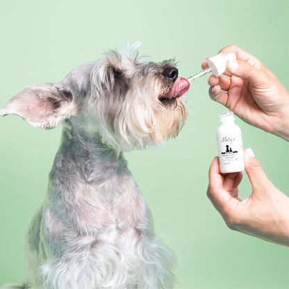 human giving a gray dog Mary's Tails 150 mg Bacon Tincture with green wall 
