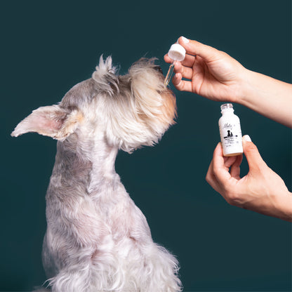 human giving a dog Mary's Bacon Tincture 
